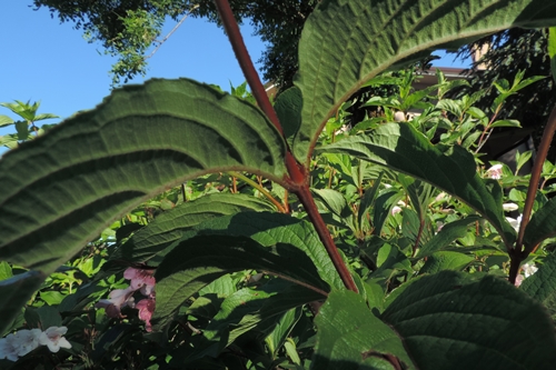 Weigela florida (Caprifoliaceae)